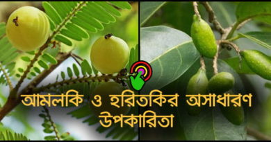 আমলকির হরীতকীর উপকারিতা Health benifits of Haritaki & Indian gooseberry
