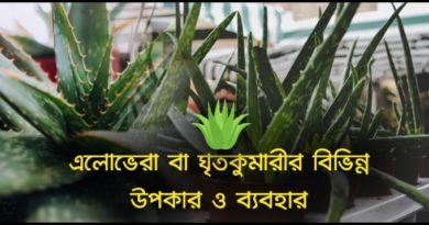 এলোভেরা বা ঘৃতকুমারীর উপকার ও ব্যবহার