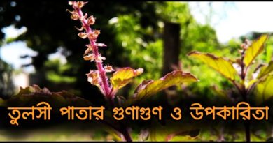 তুলসী পাতার গুণাগুণ ও উপকারিতা